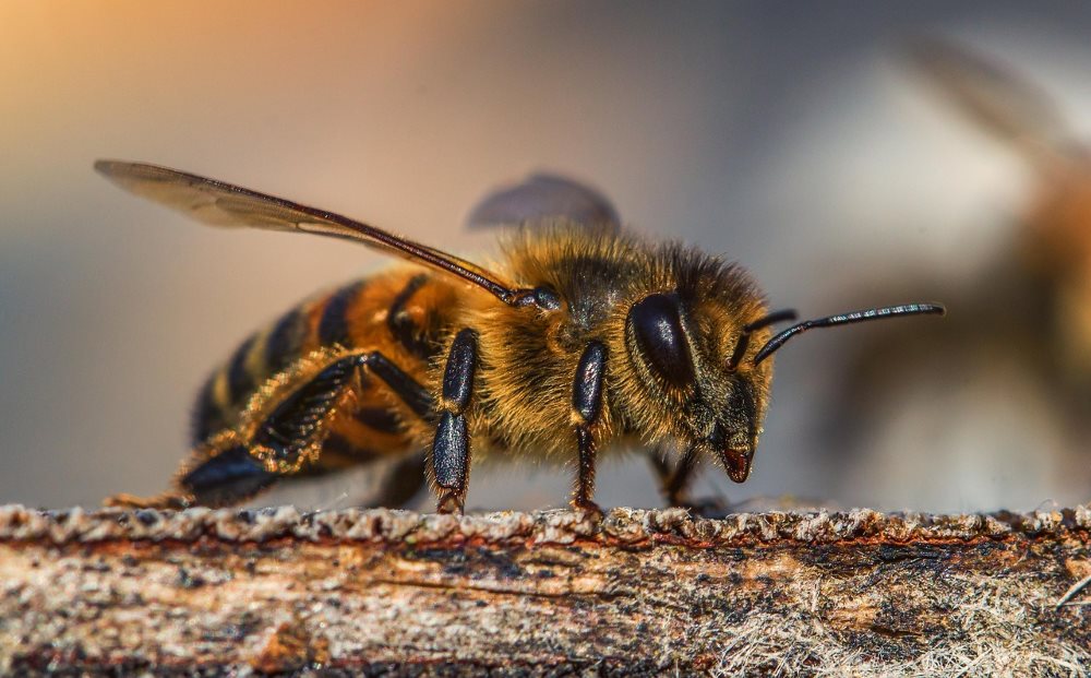 Große Biene